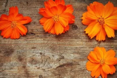 Flores jigsaw puzzle