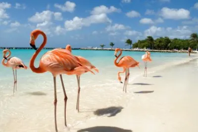 aruba