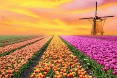 tulip