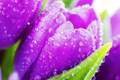 tulip
