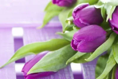 tulip