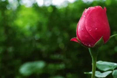 tulip