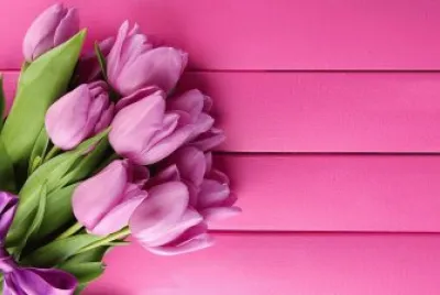 tulip