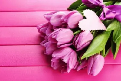 tulip