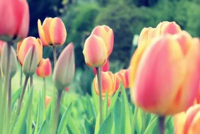 tulip