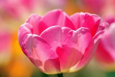 tulip