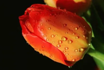 tulip