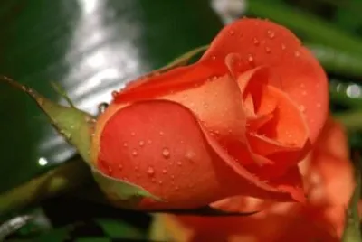 rose