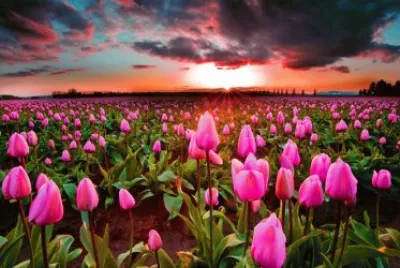 tulip