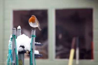 Robin in Winter