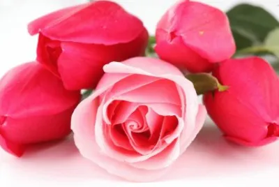 rose