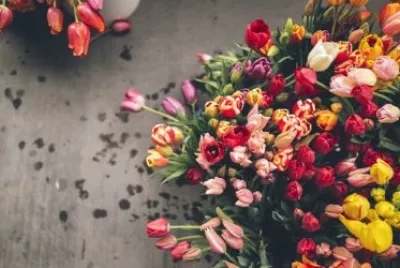 tulip