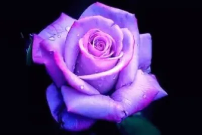 rose
