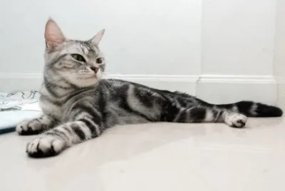 American shorthair