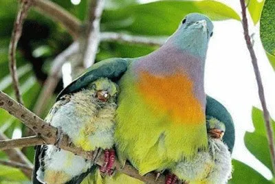 bird