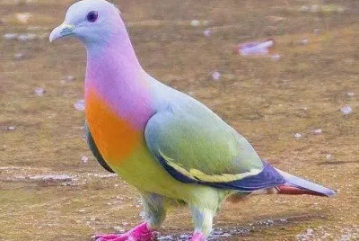 bird