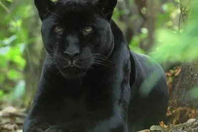 Panther