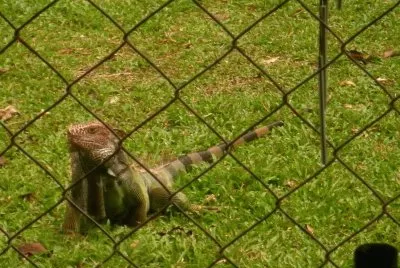 iguaverde