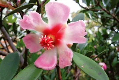 NATURALEZA