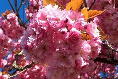 Pink Blossom jigsaw puzzle