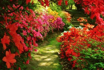 Awesome Flower Walk Way