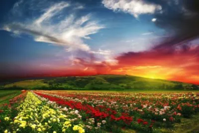Beautiful Sunset Over Floral Field