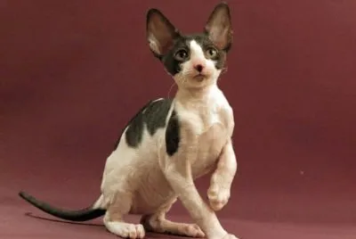 Cornish rex