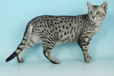 Egiptian mau