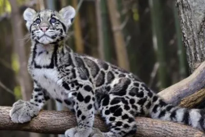 Leopardo nebuloso