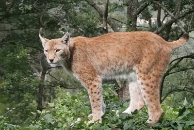 Lince domestica