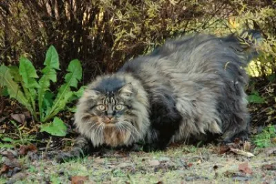 Norvegese delle foreste