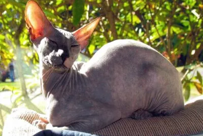 Peterbald