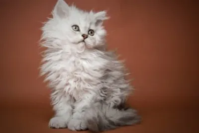 Selkirk rex