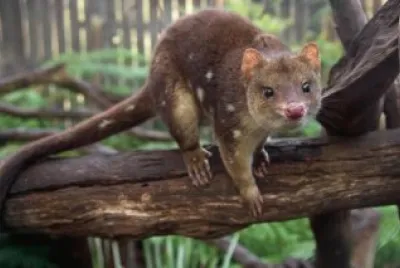 Selvatico australiano