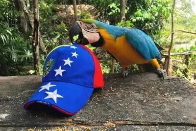 Guacamaya libre