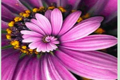 espiral de margarita