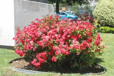 flores