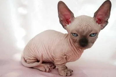 Sphynx dalle gambe corte