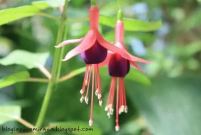 Flores