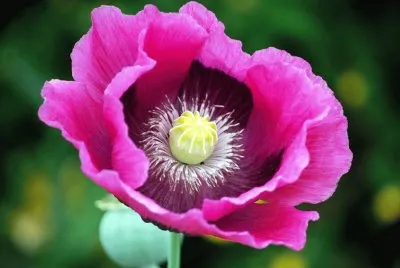Flor Hermosa