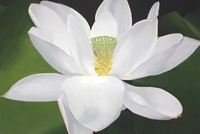 Flor Hermosa