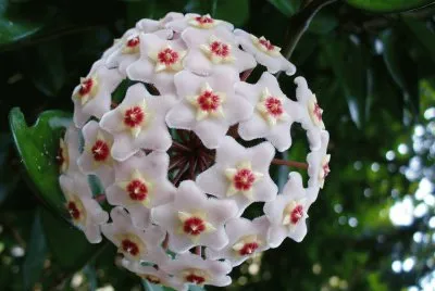 Flor Hermosa