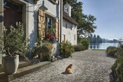 Casa del lago y gato jigsaw puzzle