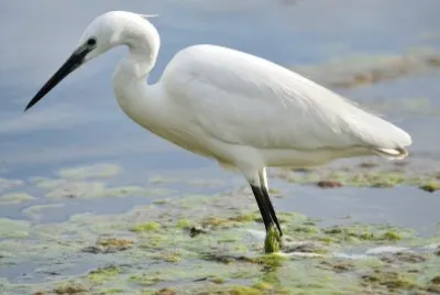 Airone bianco maggiore