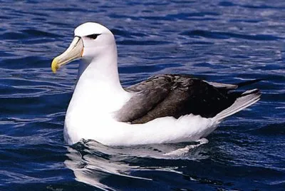 Albatro