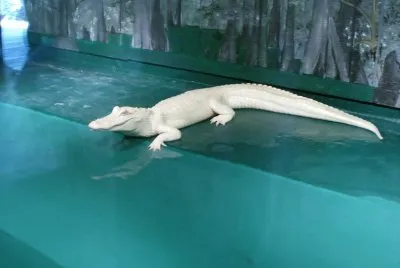 Alligatore albino