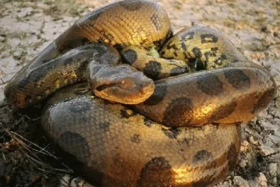 Anaconda