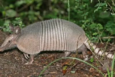 Armadillo