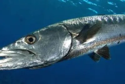 Barracuda