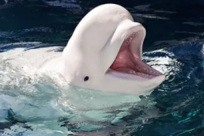 Beluga